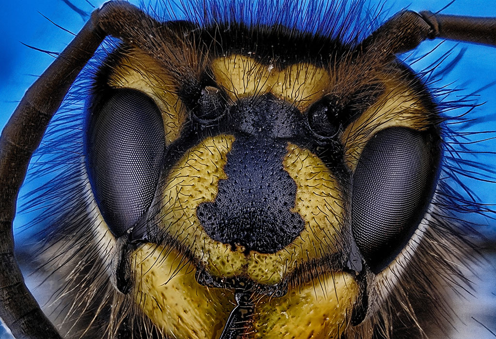 Close up of a bee's face and eyes