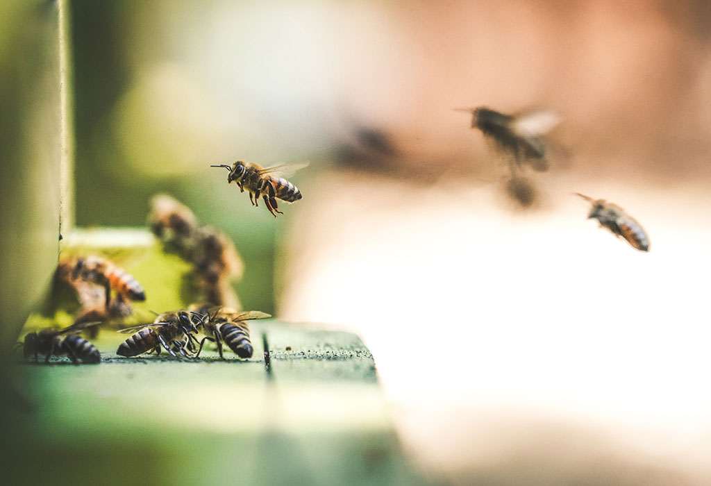 Honeyebees making a landing