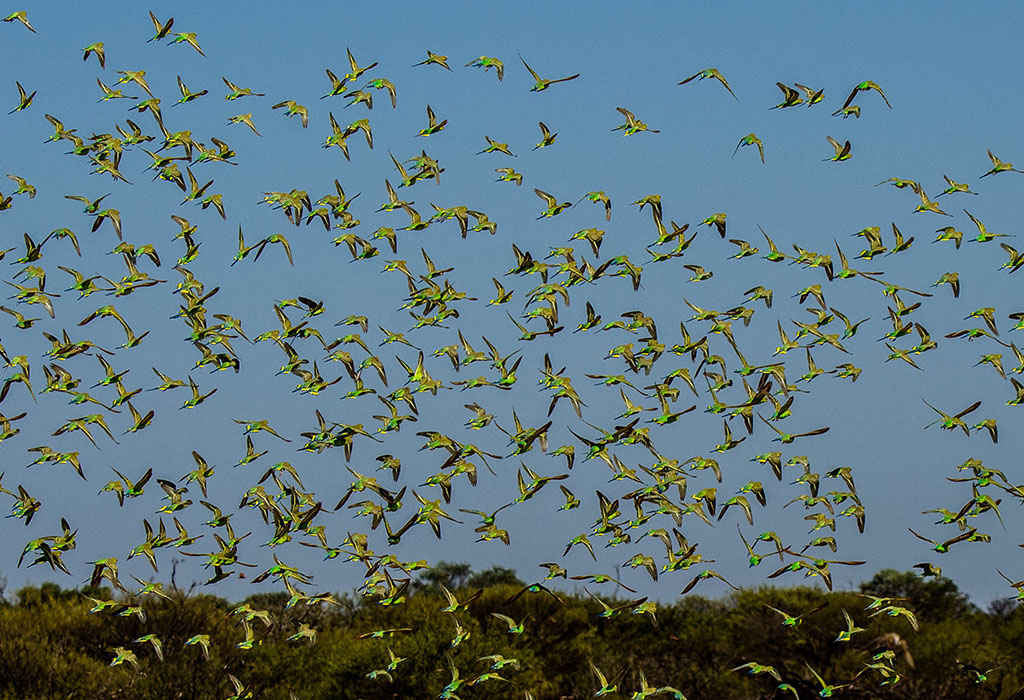 A flock of budgies