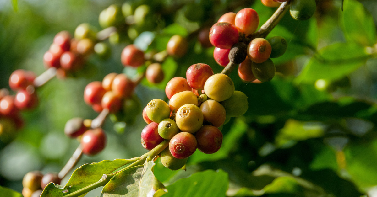 A plant with red, yellow and green coffee cherries