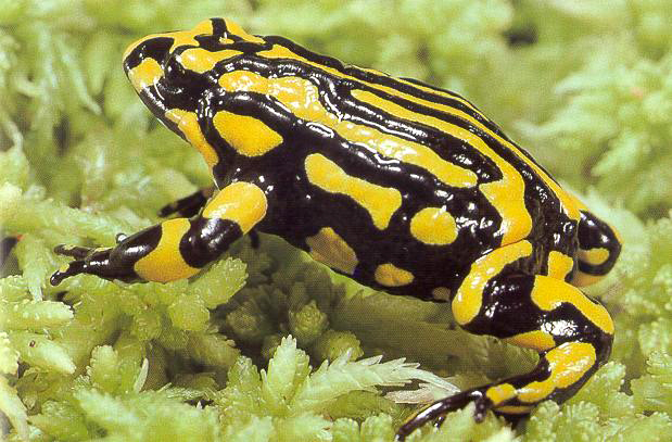 Corroboree frog