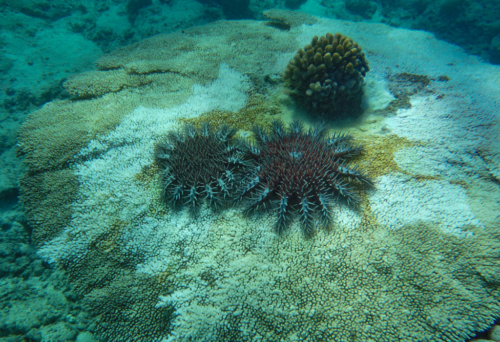 Underwater photograph of two sea stars with spikes, resting atop coral reef. There are white patches on the coral, like bleach stains.