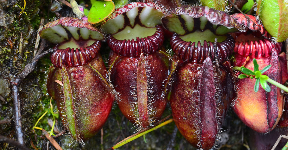 The Australian pitcher plant, Cephalotus follicularis