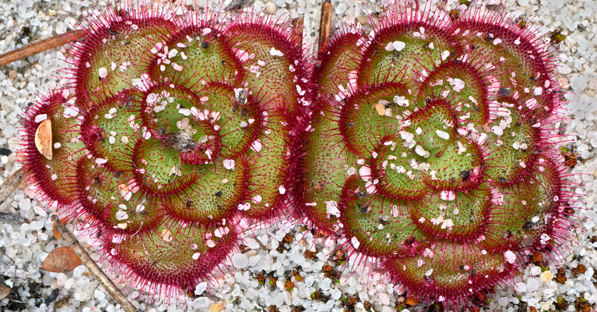 Close up of a Drosera zonaria on a stony surface.