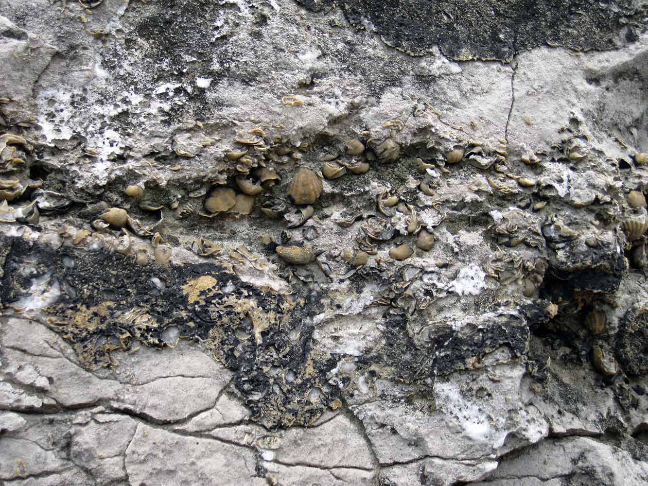 Fossils in a rock outcrop on dry land