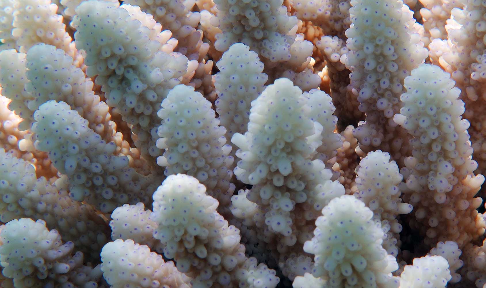 Coral