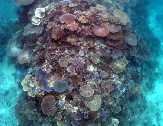Coral reef