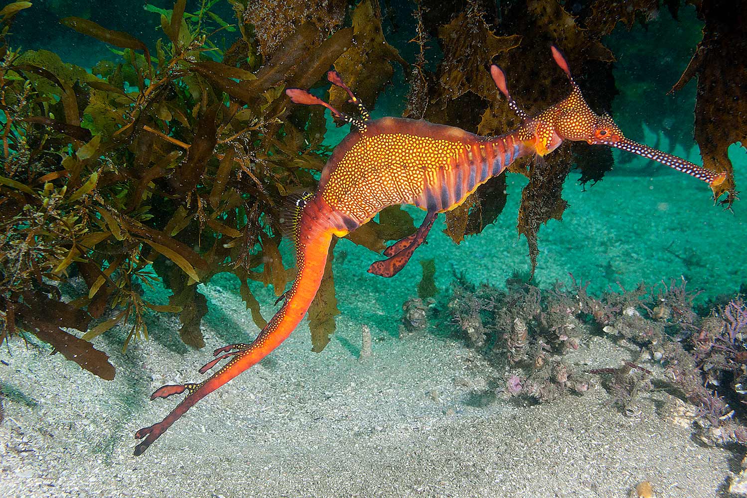 a weedy seadragon