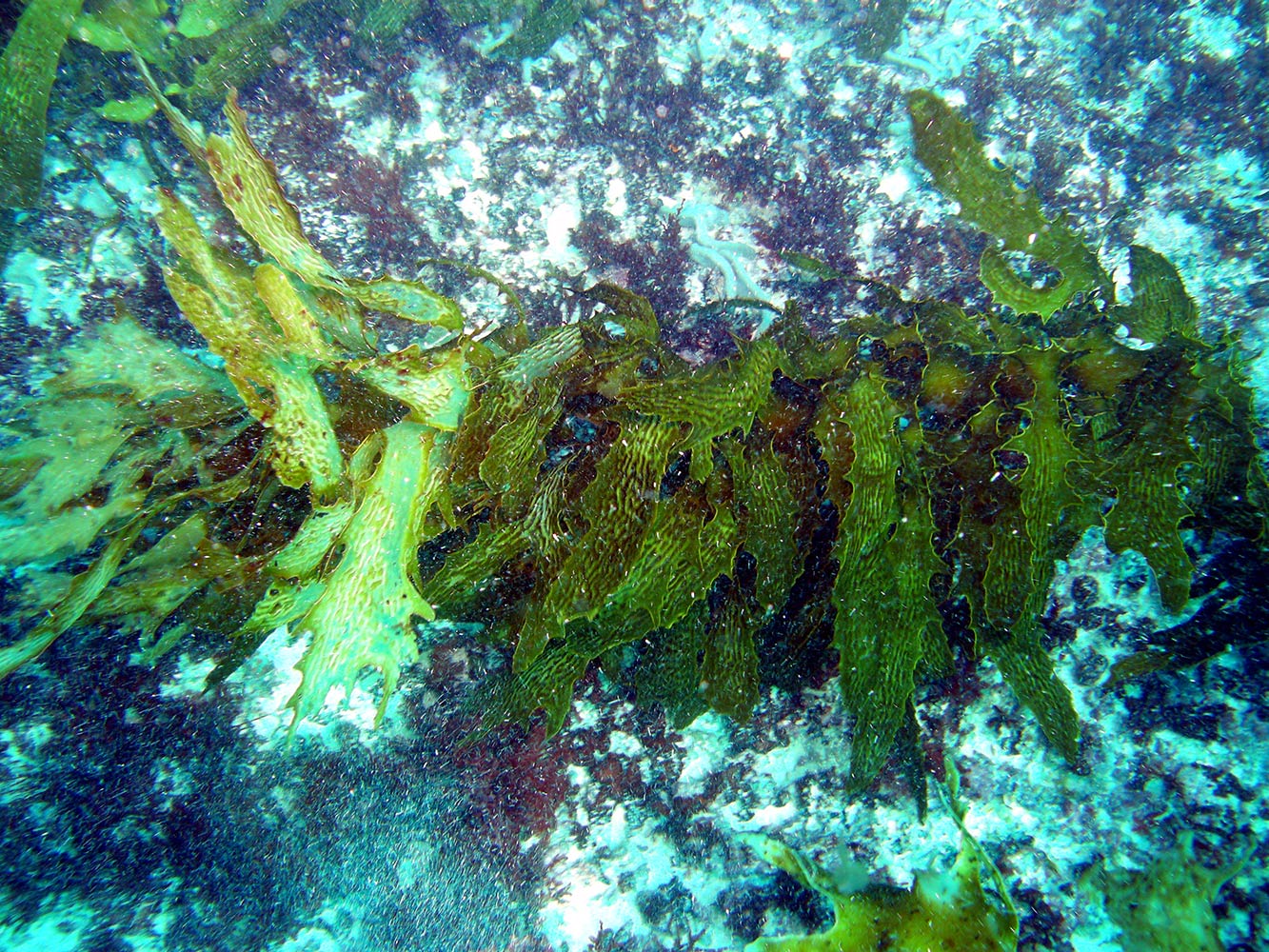 Bleached kelp next to healthy kelp