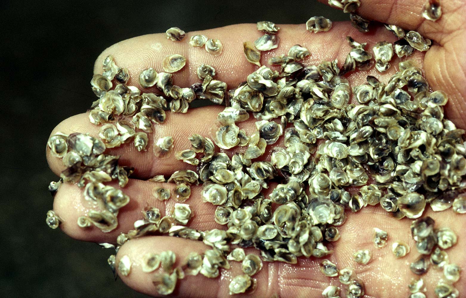 Photo of baby oysters in a hand