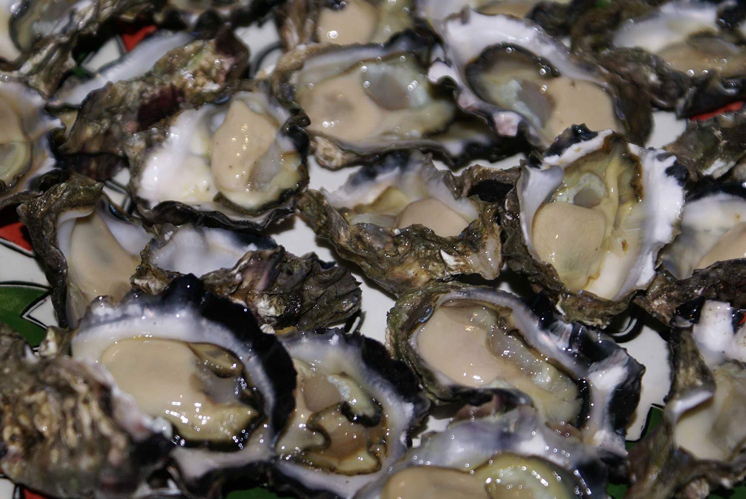 Sydney Rock oysters