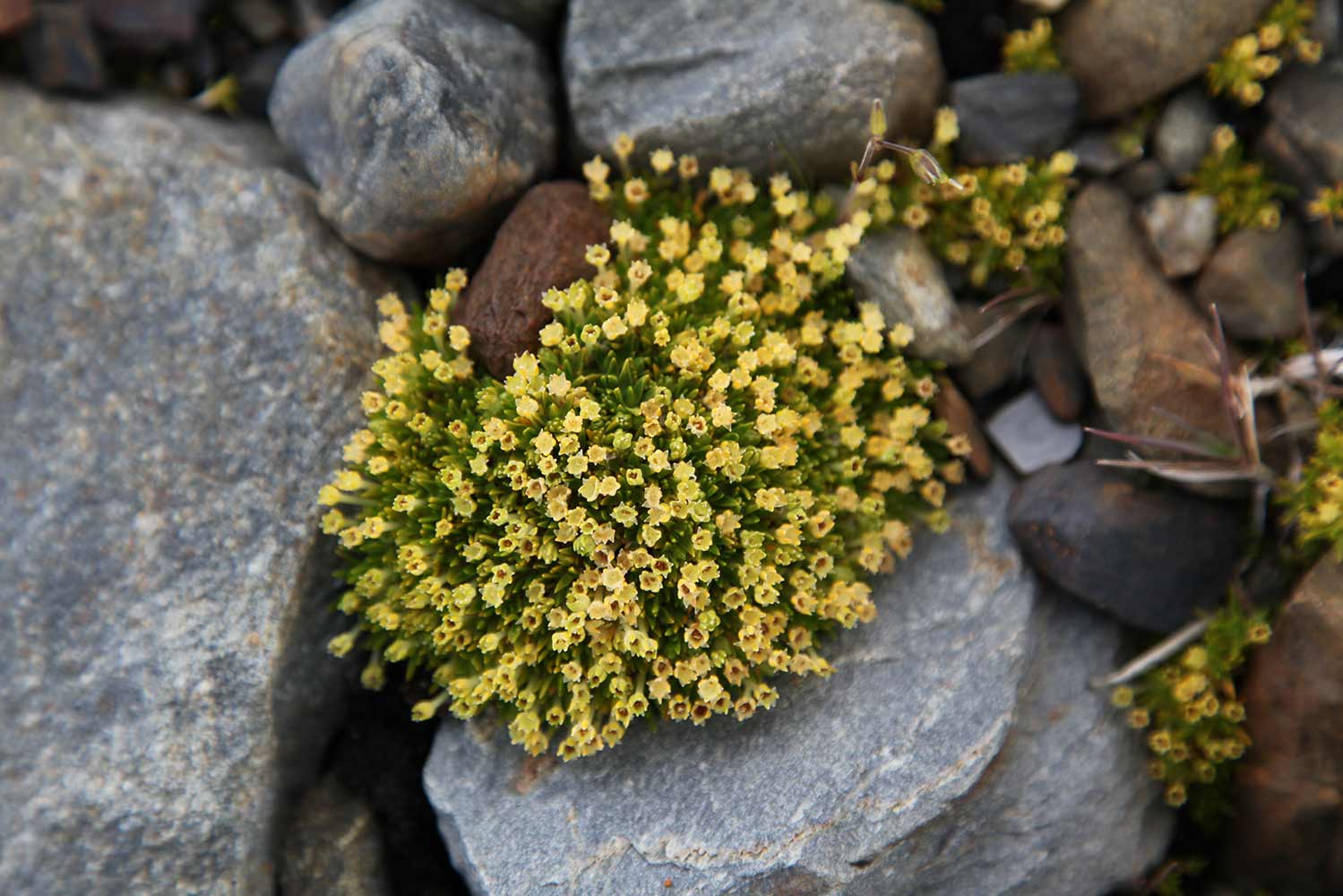 Rocks and plant