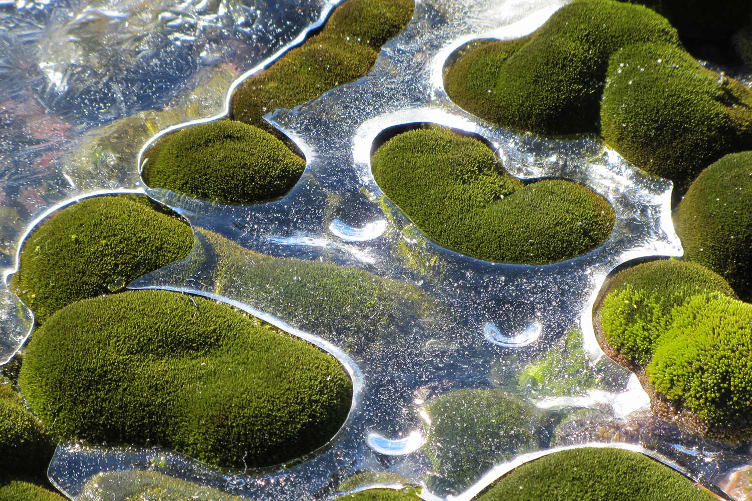 Clumps of moss surrounded by ice.