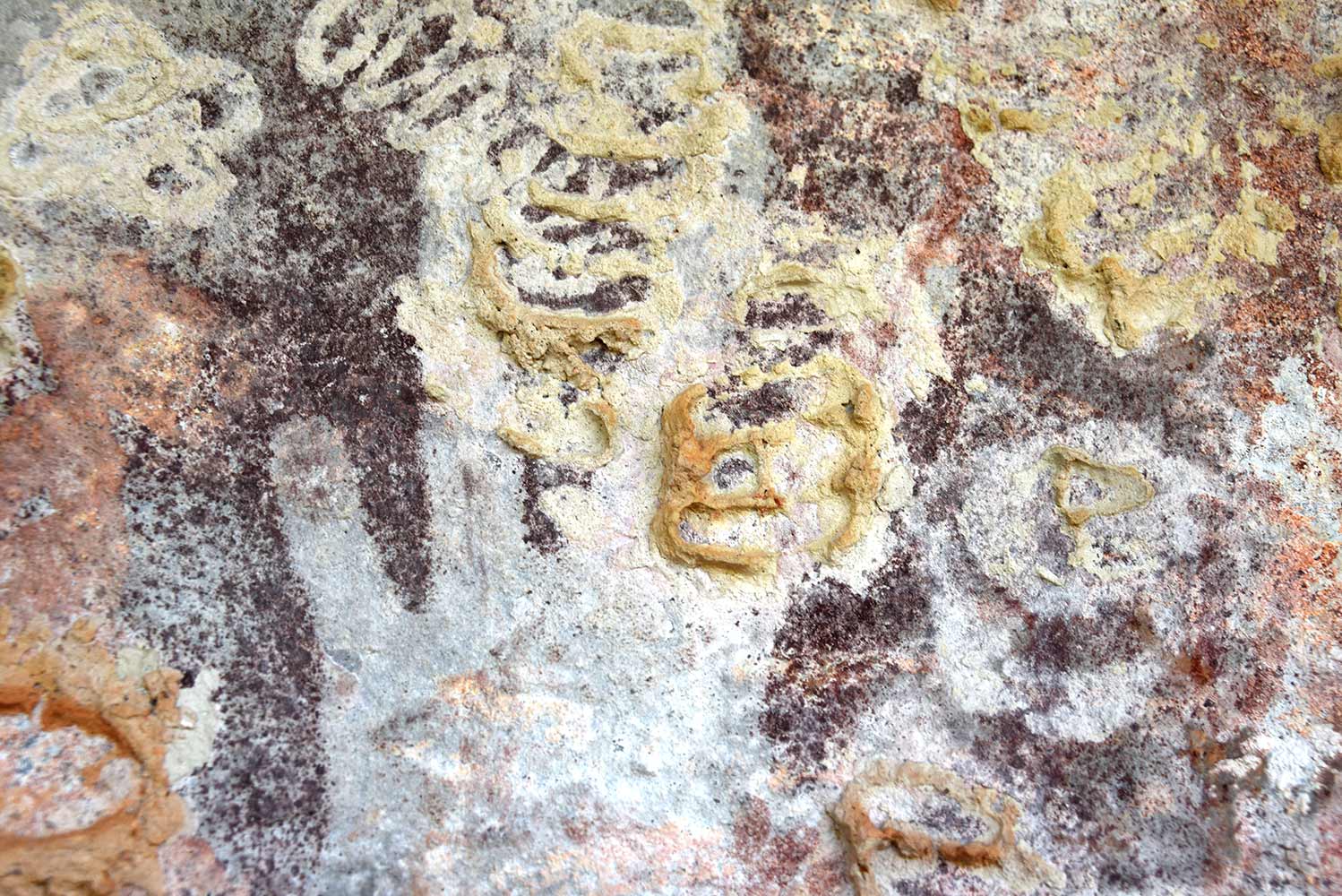 Rock art image with wasp nests built over it