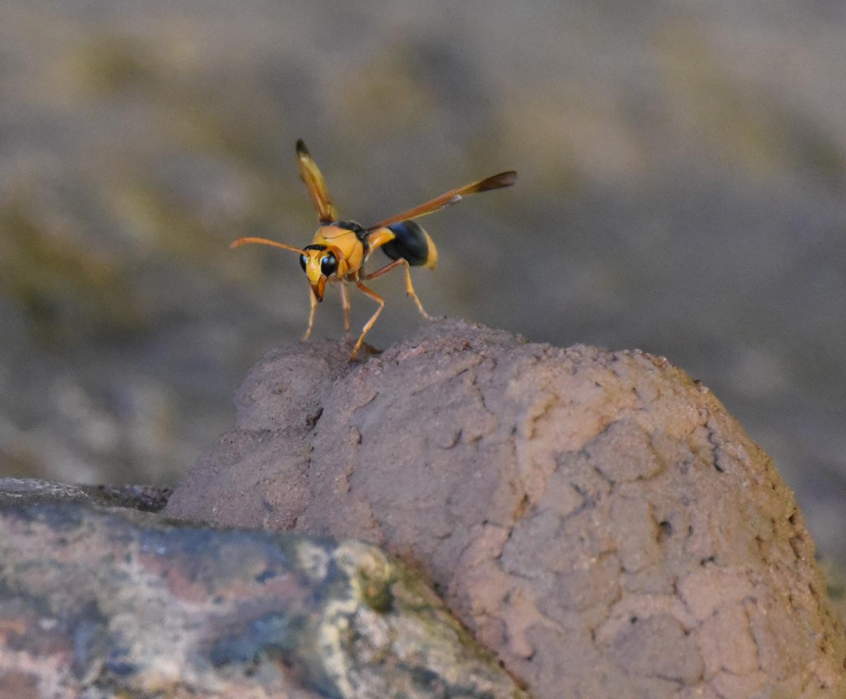 Wasp on a mud nest