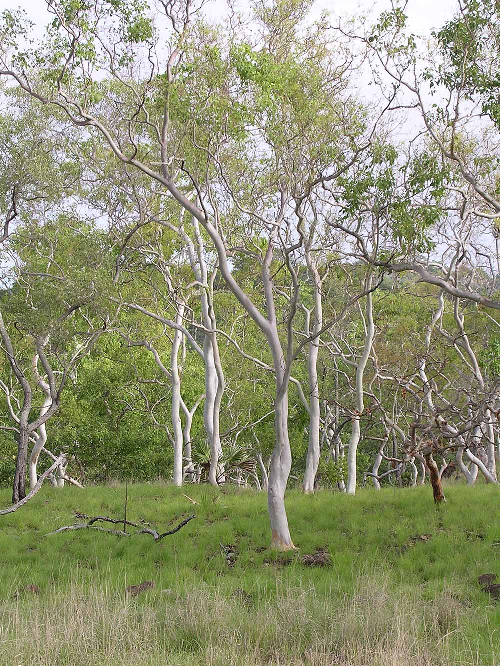 Gum trees with grey-white trunks.