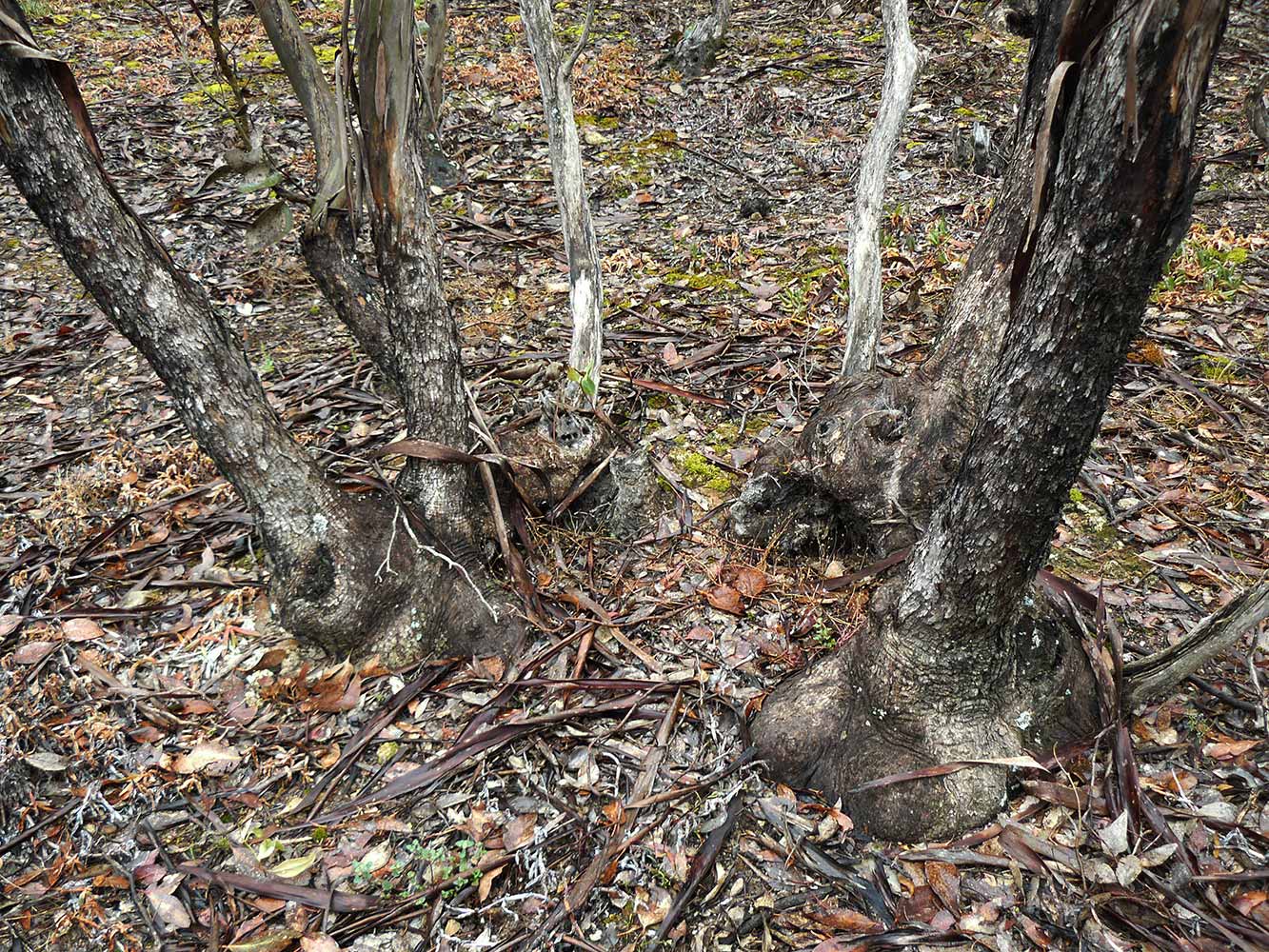 Trees with bulges (lignotubers) at the base of their trunks