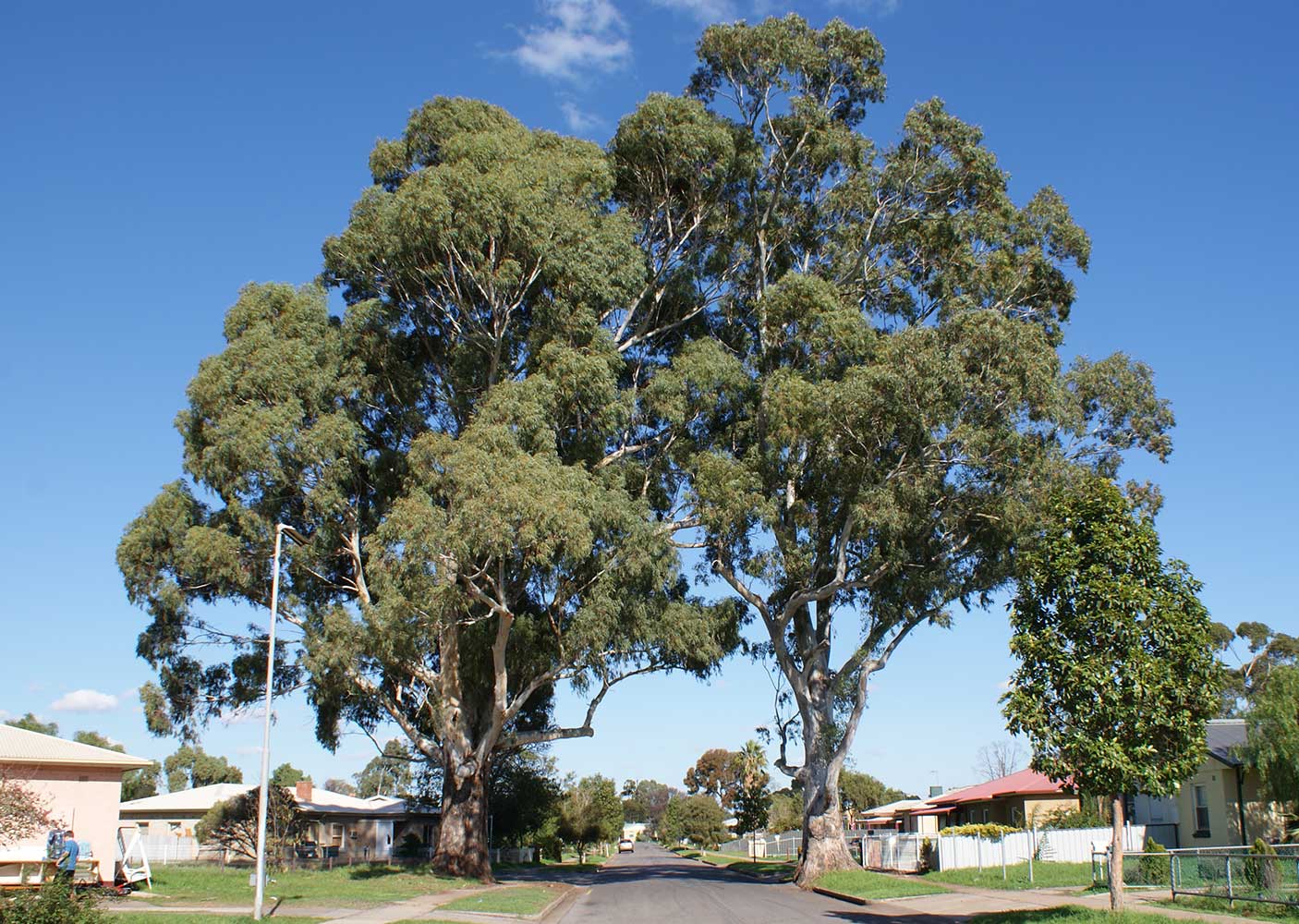 Two giant gum trees growing on either side of a residential street