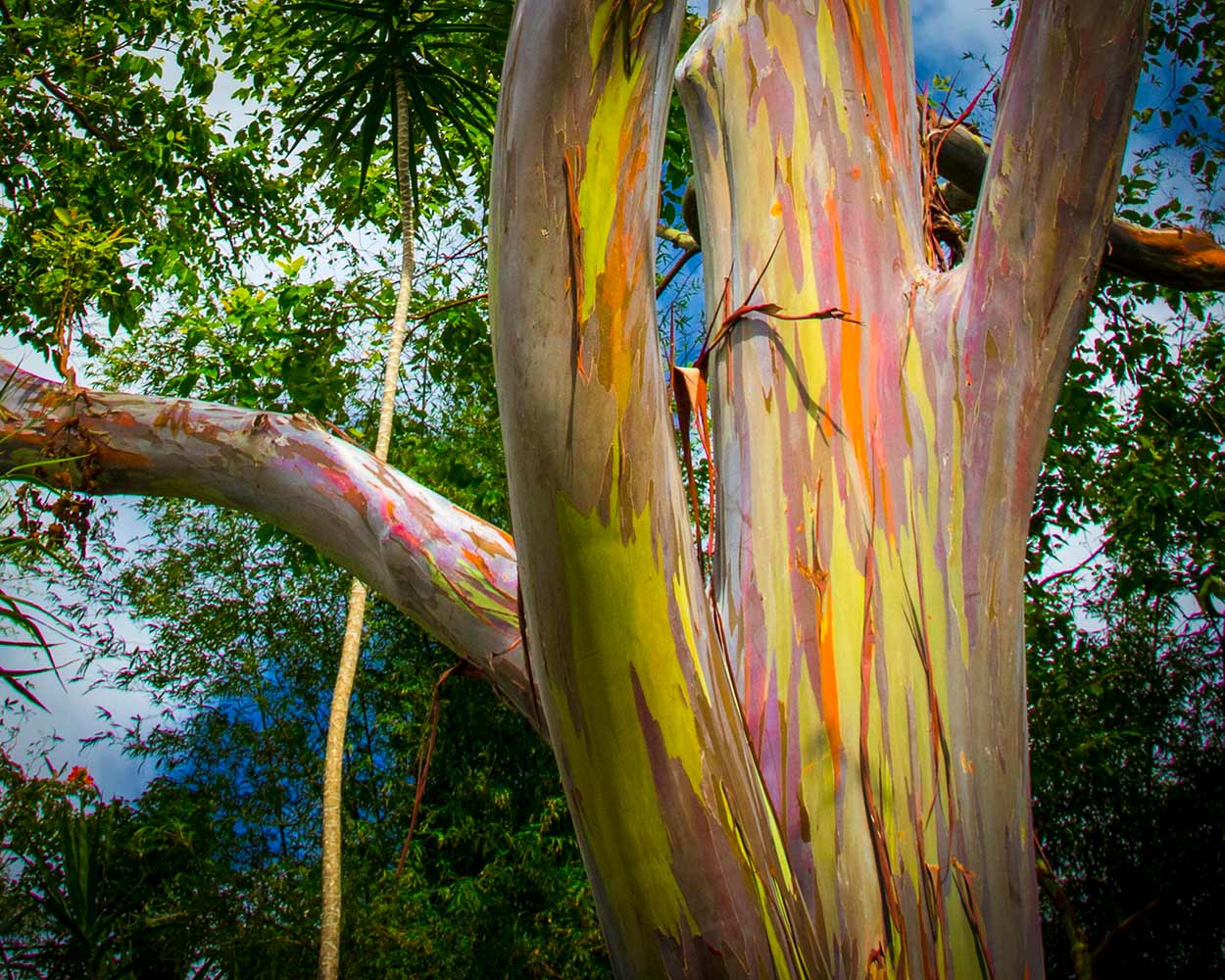 Tree with colourful stripy bark