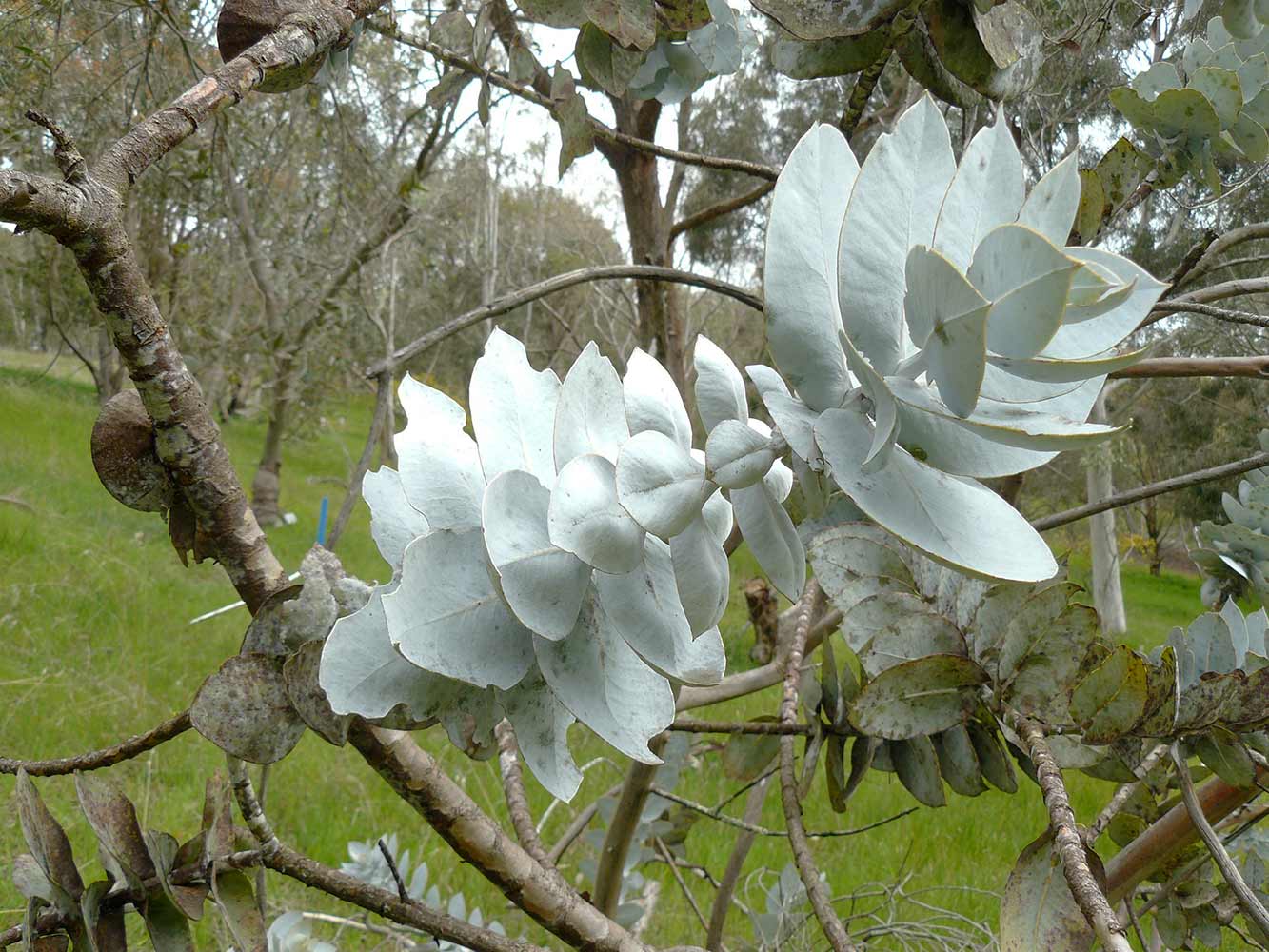 Juvenile gum leaves