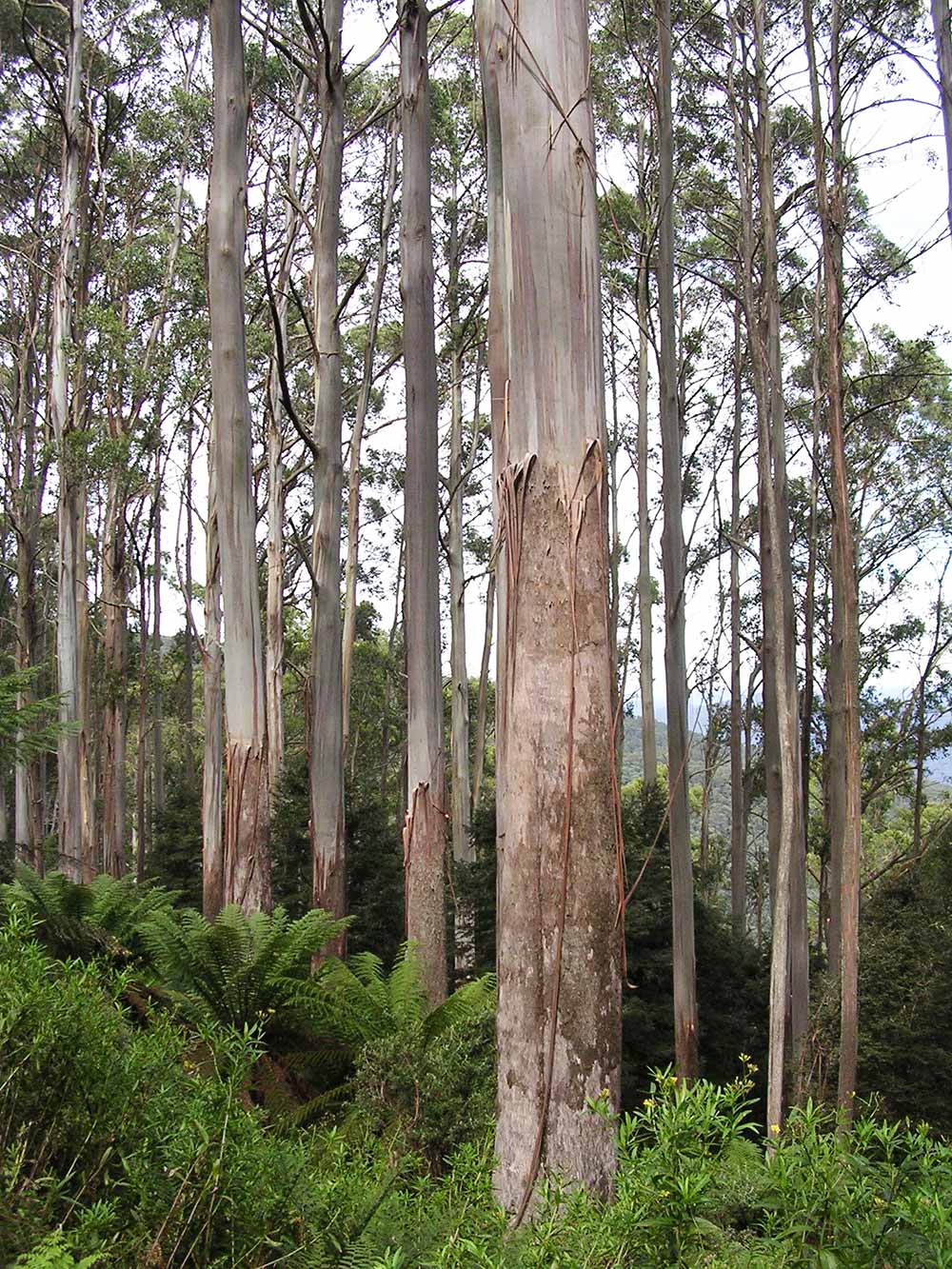 Tall straight trunks of Mountain Ash