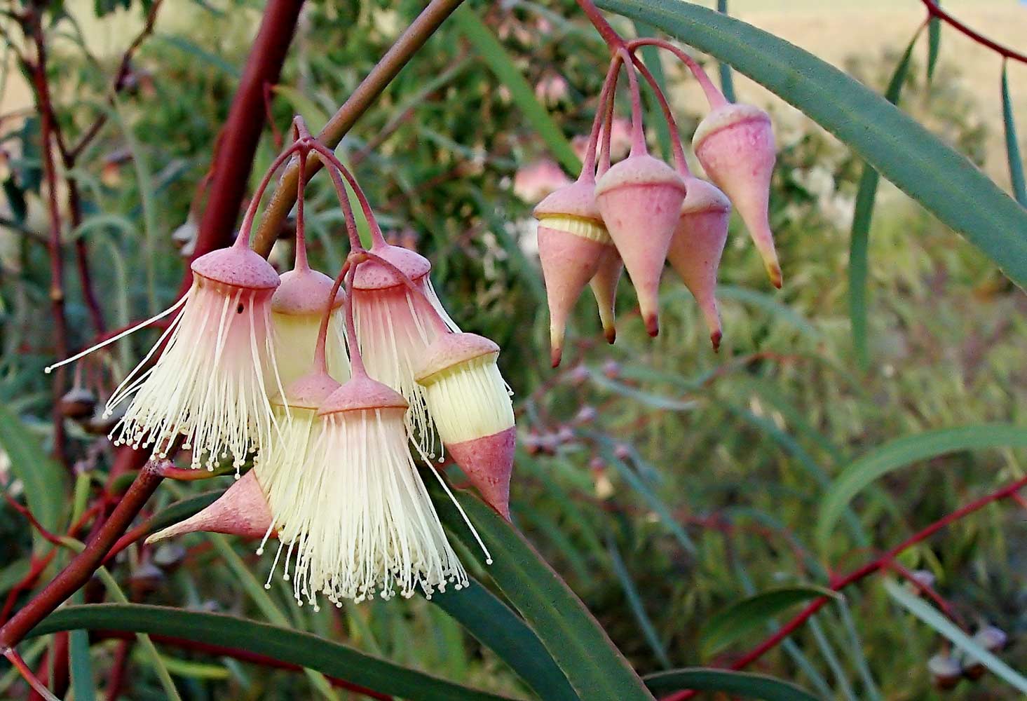 Creamy coloured gum tree flowers with pinkish caps