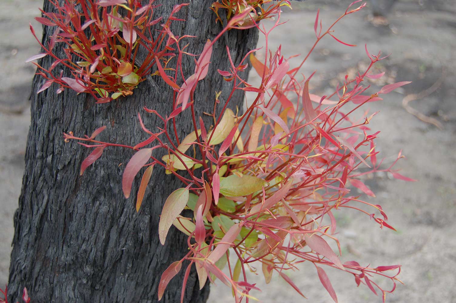 New growth sprouting from tree trunk