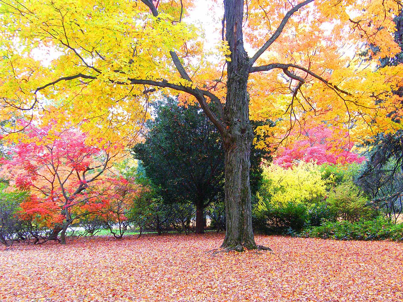 Tree with yellow leaves; other trees with red leaves in the background