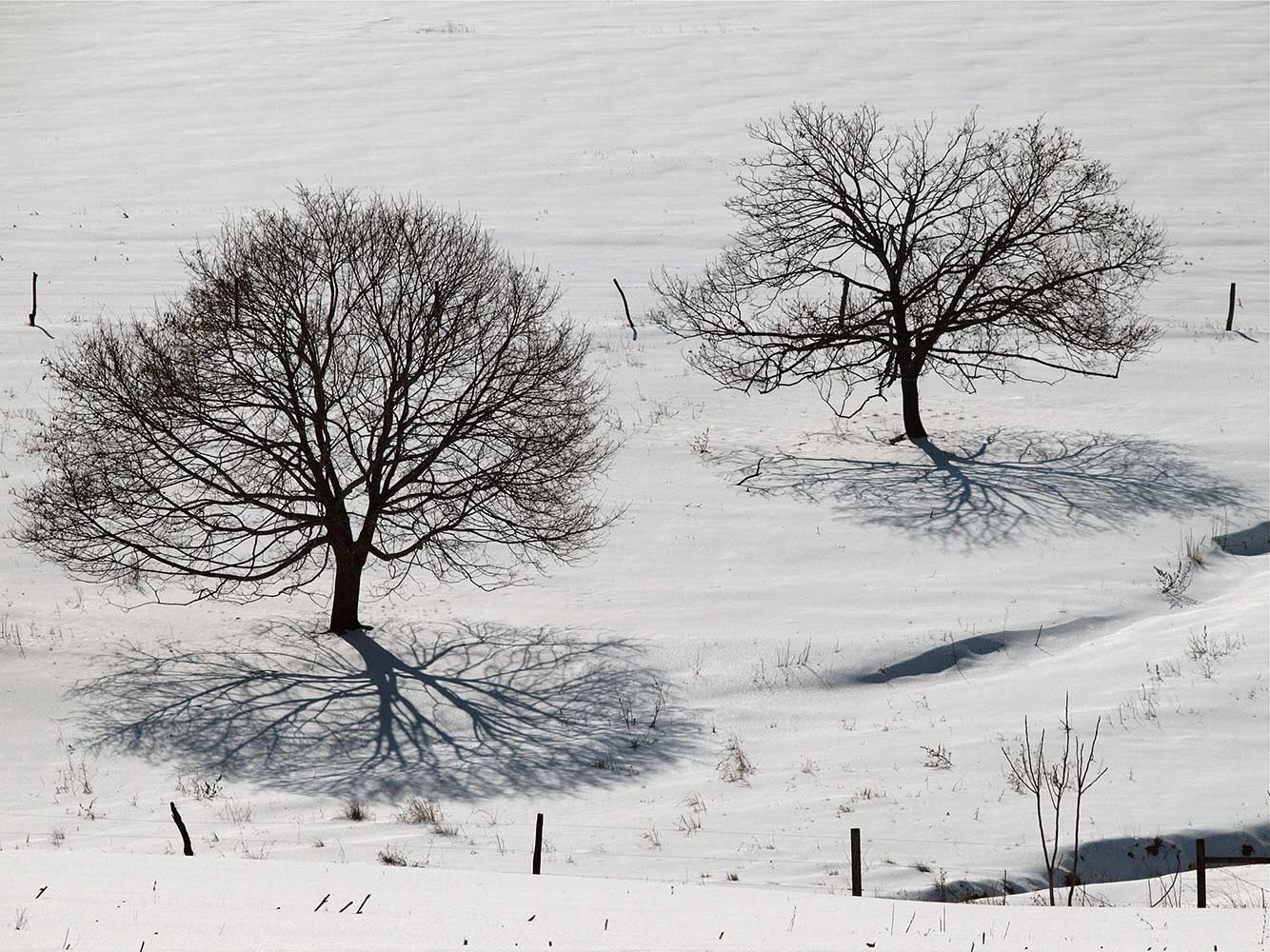 Bare trees in a field of snow