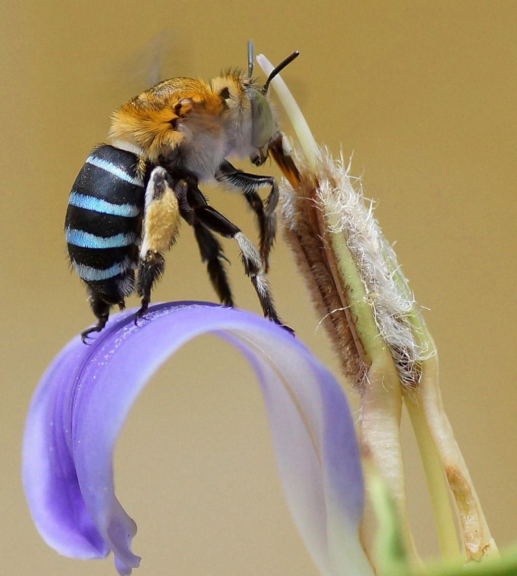 A blue banded bee