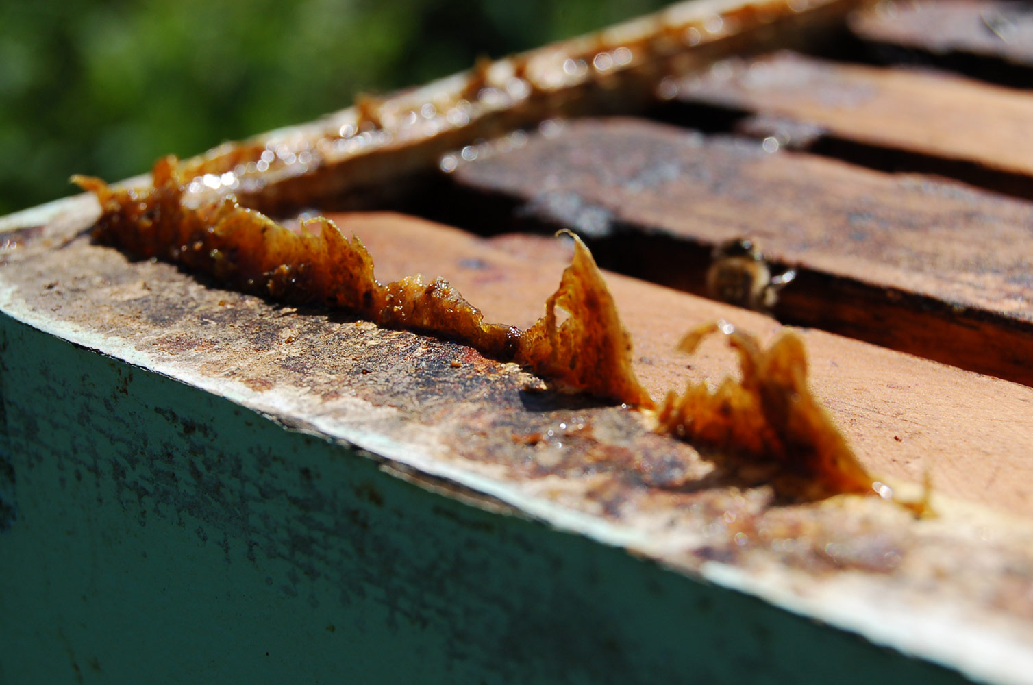 propolis on the edge of a bee hive box