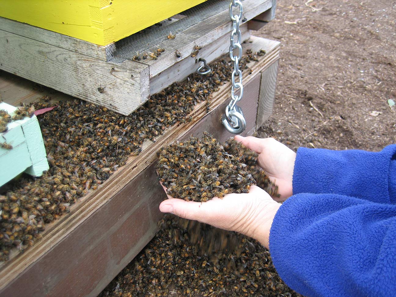 A person holding handfuls of dead bees near a fallen colony
