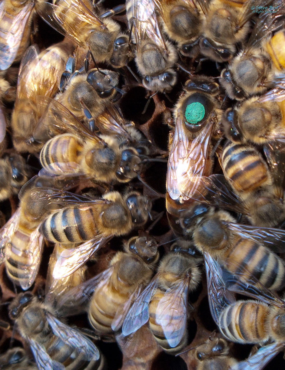 A bee hive with worker bees surrounding the queen