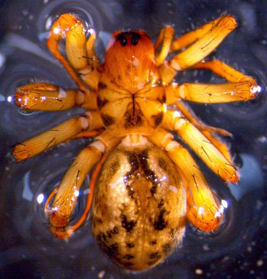 Orange-yellow spider with attractive brown markings on its body