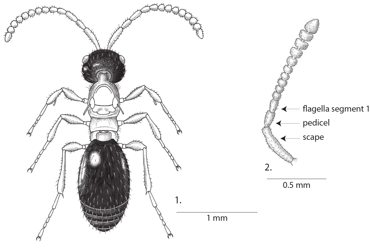Illustration of a flightless wasp native to Macquarie Island