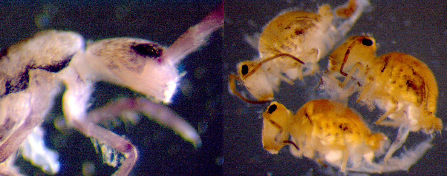 Close up images of springtails, one with purplish colouring and the other with yellow-brown colouring