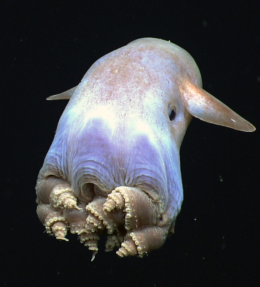 an octopus with 