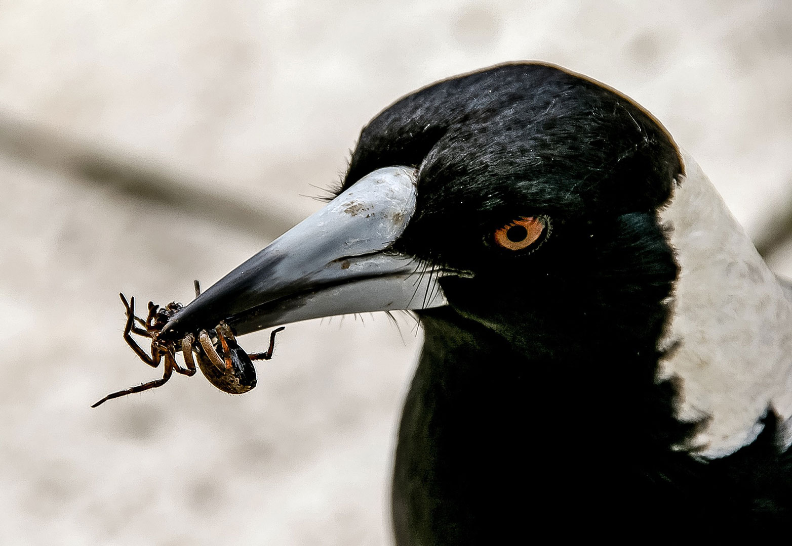 A magpie with a spider in its beak