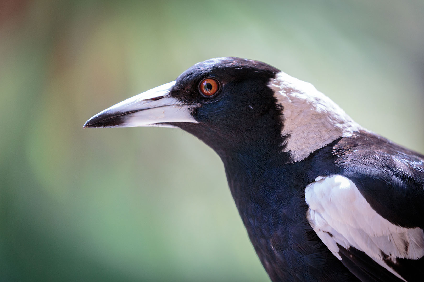 Close-up of an Australian magpie