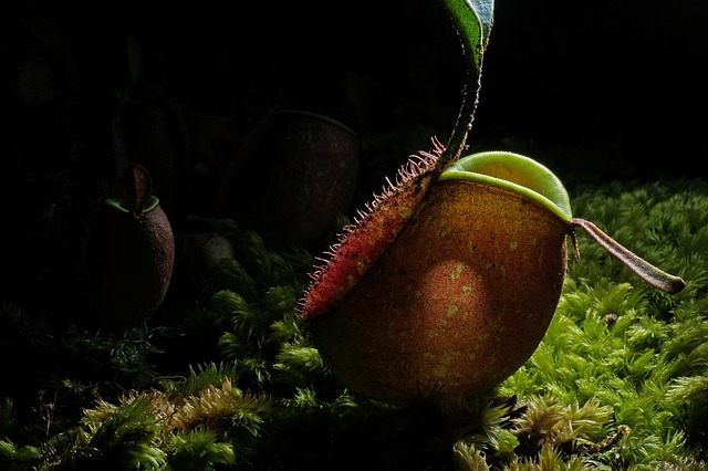 A pitcher plant in a dark damp forest.