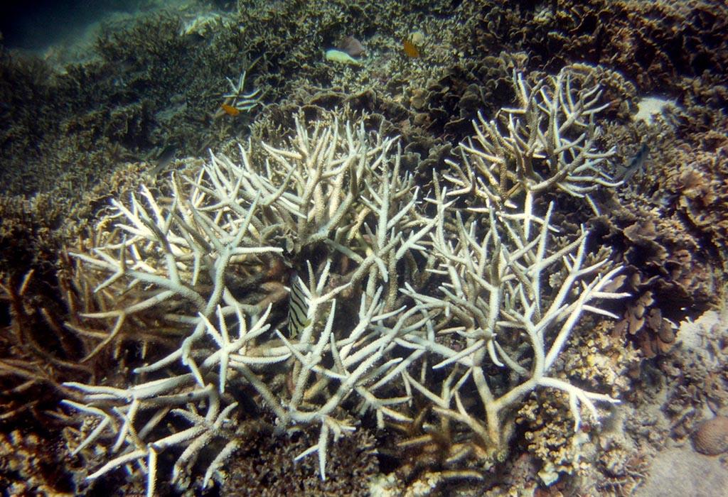 white coral underwater