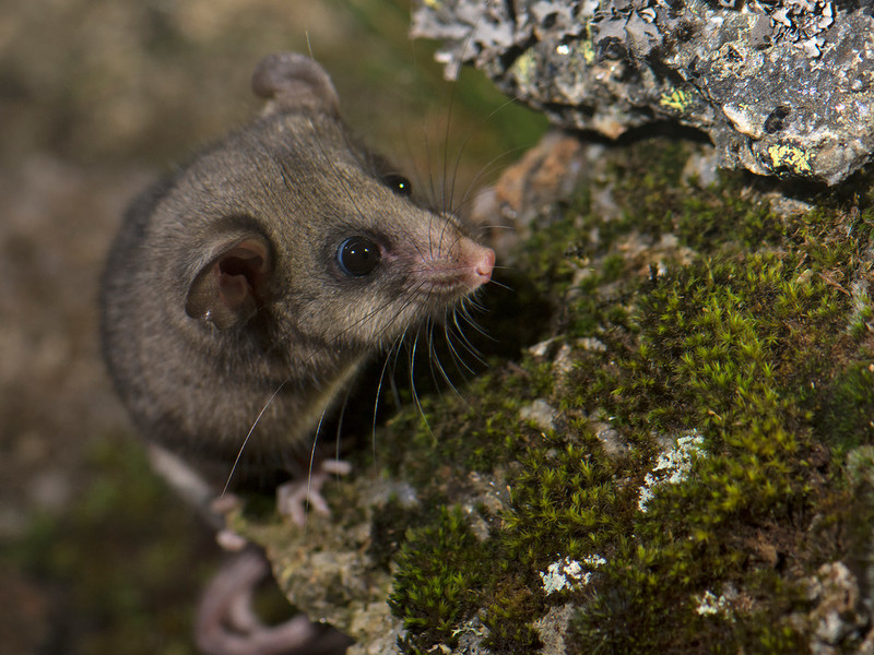 Pygmy mountain possum on a mossy rock