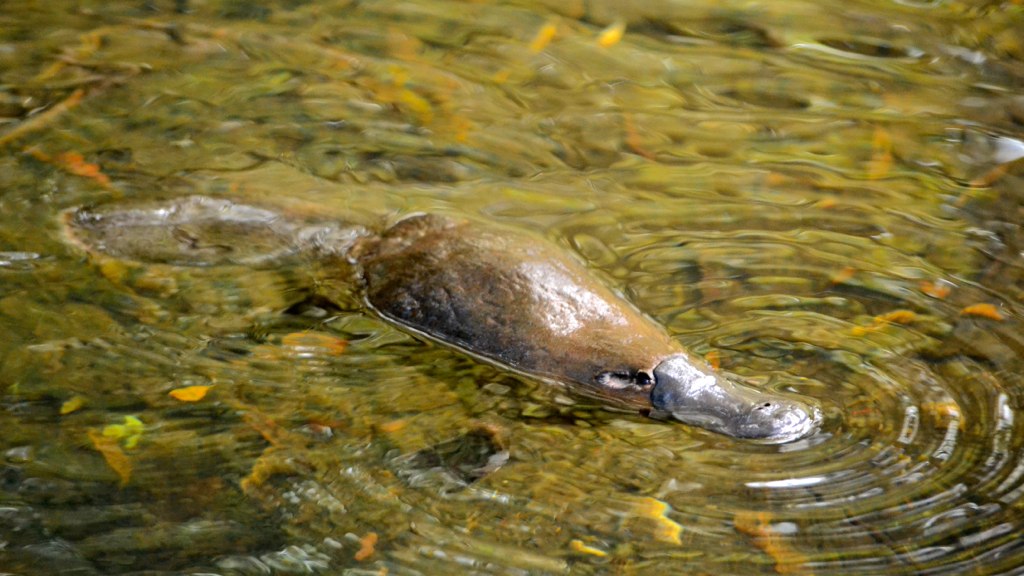 A platypus in water