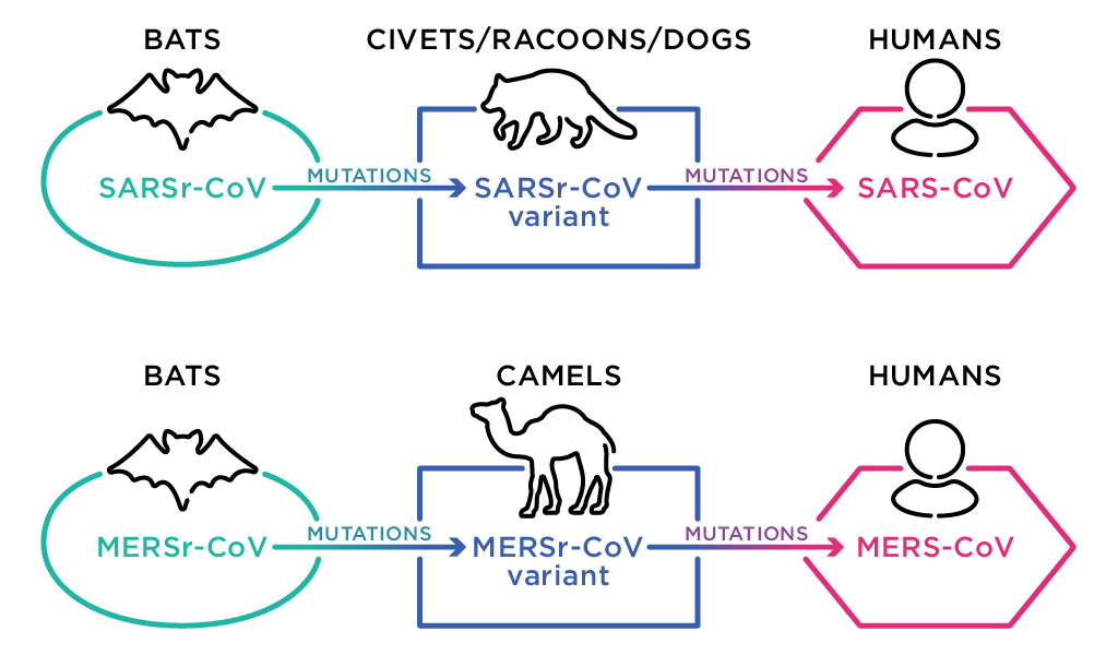 A diagram showing the way that SARS and MERS transferred from bats to humans