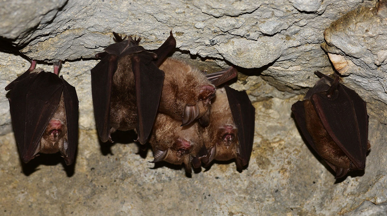 A group Horsehoe bats hang upside down in a cave.
