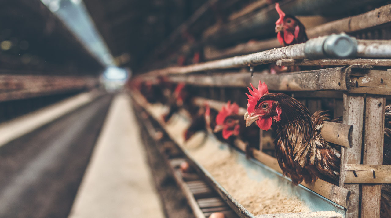 A barn filled with hens feeding.