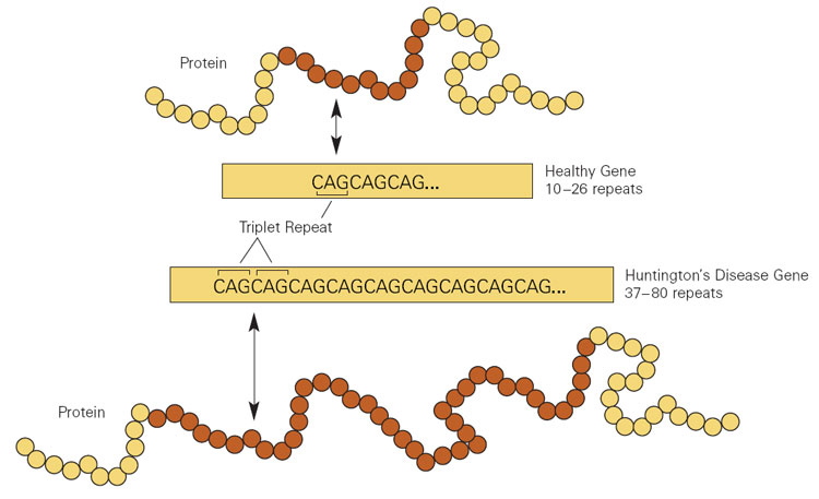 Diagram showing CAG repeat in the huntingtin protein