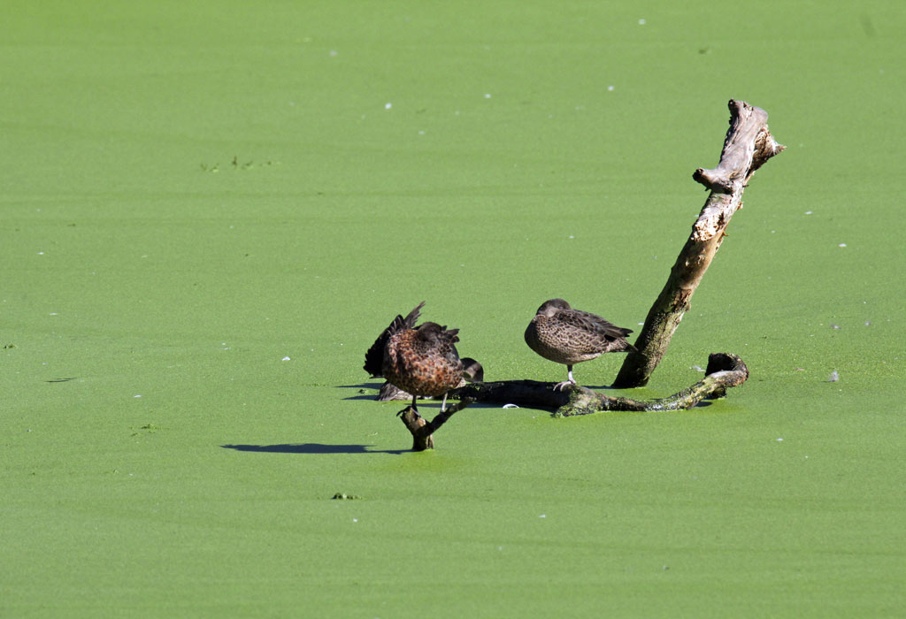 Ducks sitting on a branch sticking out of an algae-covered lake.