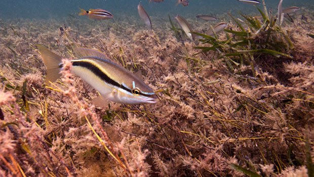 Fish in marine ecosystem.