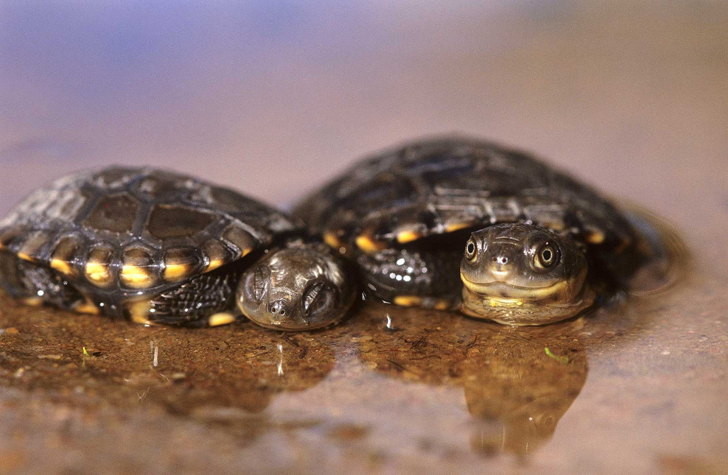 two western swamp tortoises 